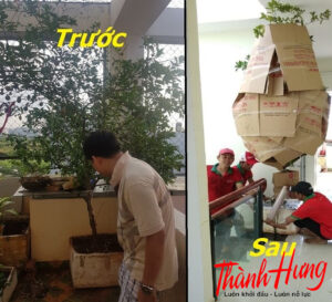 Cách đóng gói cây cảnh trước khi vận chuyển