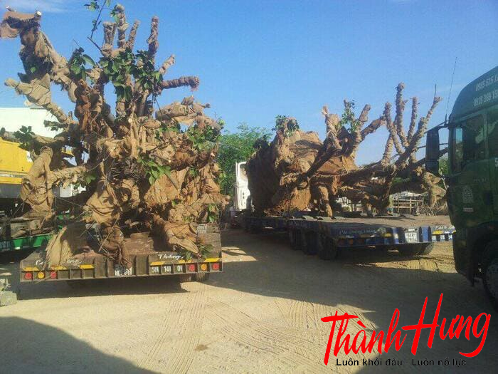 Vận chuyển cây cảnh cỡ lớn