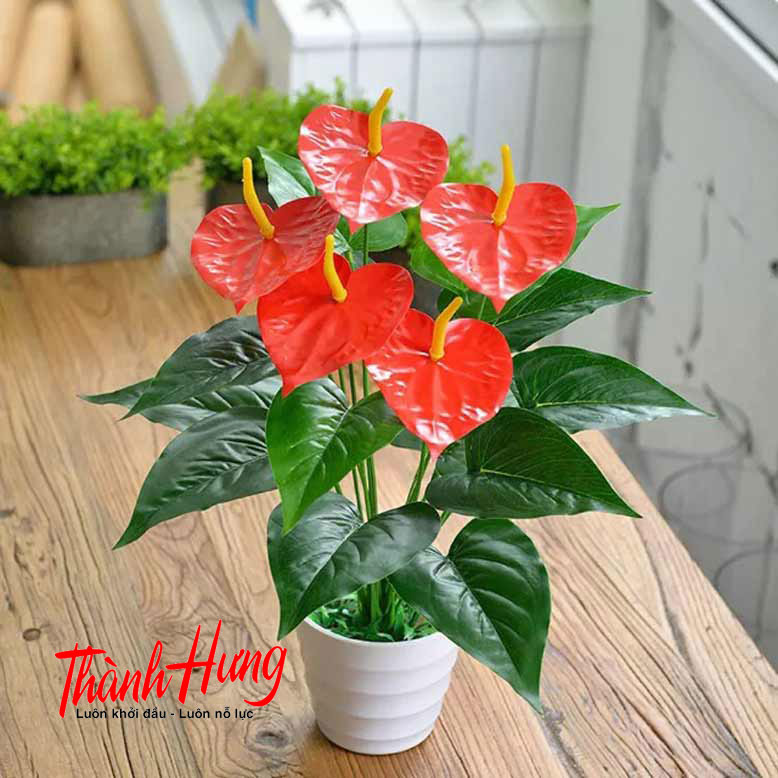 Cây hồng môn - Tạo điểm nhấn cho không gian Cây hồng môn - Tạo điểm nhấn cho không gian