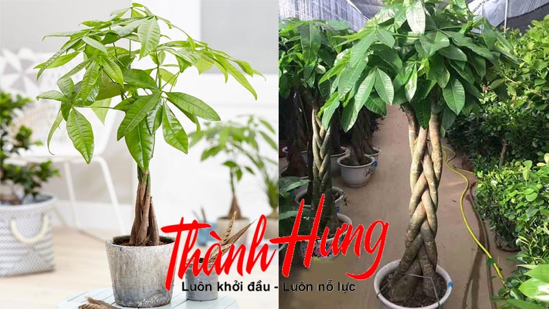 Cây kim ngân - Mang tới tiền tài Cây kim ngân - Mang tới tiền tài