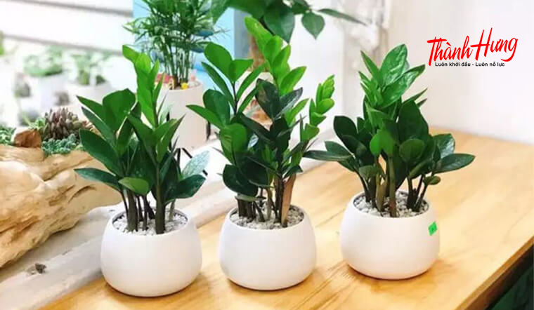 Cây kim tiền thu hút may mắn và tài lộc Cây kim tiền thu hút may mắn và tài lộc