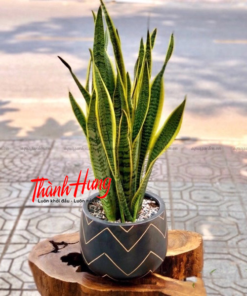 Cây lưỡi hổ có thể thanh lọc không khí trong nhà rất tốt Cây lưỡi hổ có thể thanh lọc không khí trong nhà rất tốt