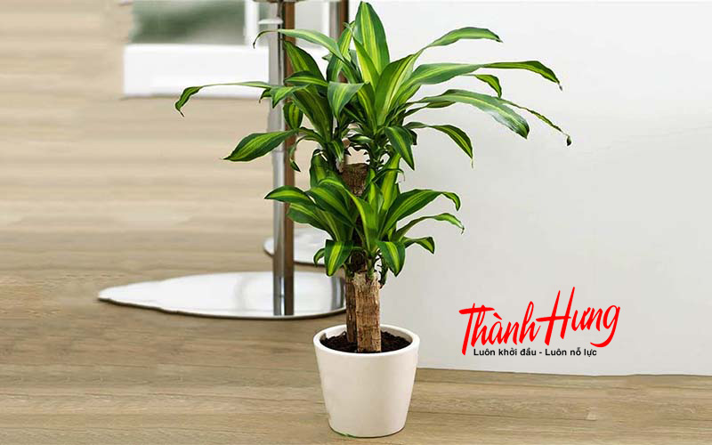Cây mộc lan cực thích hợp để trang trí phòng khách Cây mộc lan cực thích hợp để trang trí phòng khách