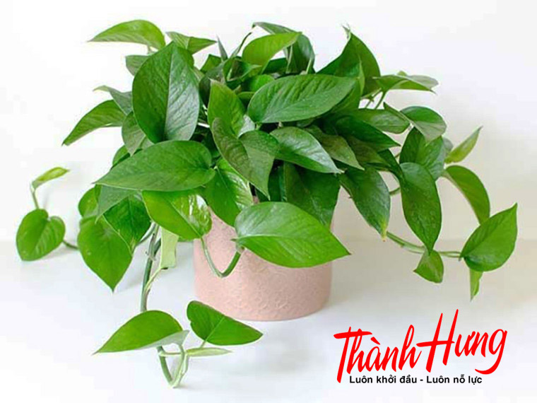 Cây trầu bà mang tới tài lộc và phú quý Cây trầu bà mang tới tài lộc và phú quý
