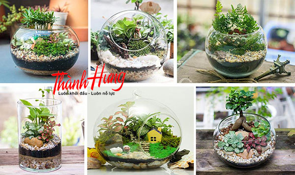 Cây nhỏ, tiểu canh làm quà mừng tân gia sẽ đem tới điểm nhấn cho ngôi nhà mới