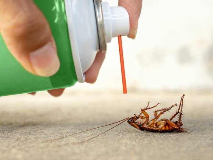Đặt biện pháp đuổi gián phù hợp Đặt biện pháp đuổi gián phù hợp