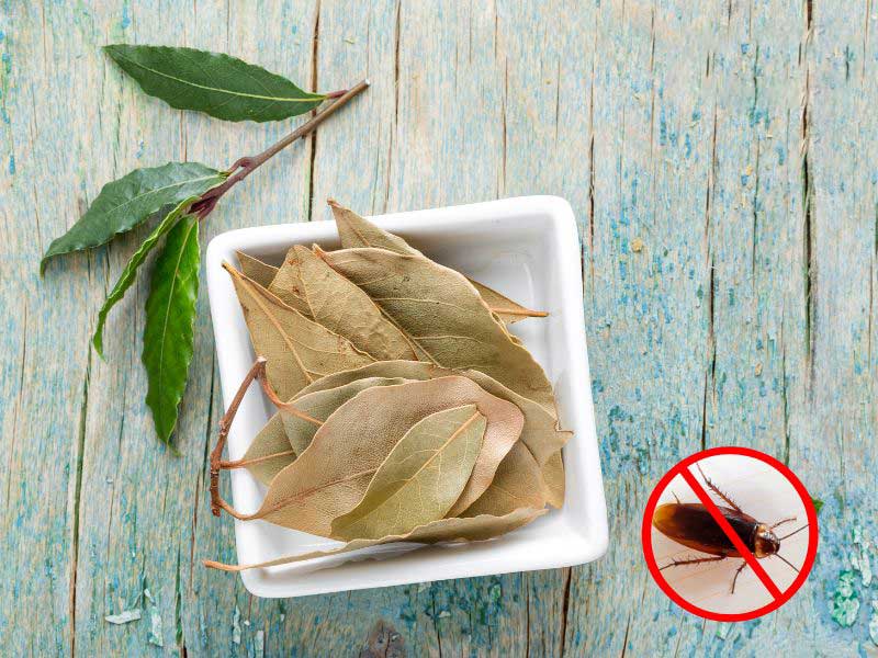Dùng lá nguyệt quế Dùng lá nguyệt quế