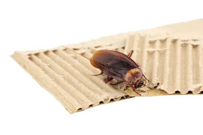 Hút bụi và thu gom phân, trứng, xác gián Hút bụi và thu gom phân, trứng, xác gián