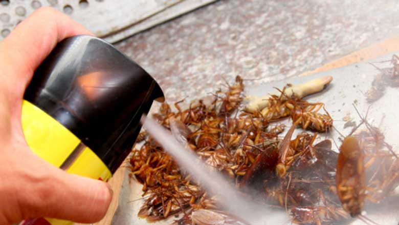 Những sai lầm thường gặp khi diệt gián trong tủ quần áo Những sai lầm thường gặp khi diệt gián trong tủ quần áo